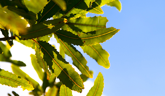 Close up of leaves